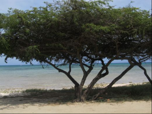 ARUBA WITHDRAWALS 