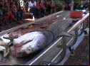 Dead Tiger Shark Being Dissected by Natal Sharks Board