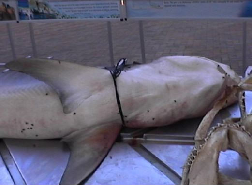 Dead Tiger Shark Caught In Natal Sharks Board Nets