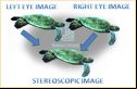 Stereoscopic image production